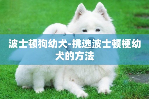 波士頓狗幼犬-挑選波士頓梗幼犬的方法