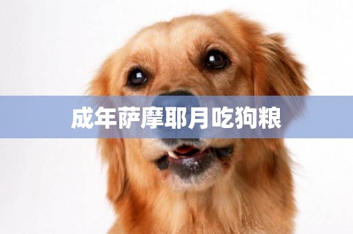 成年薩摩耶月吃狗糧