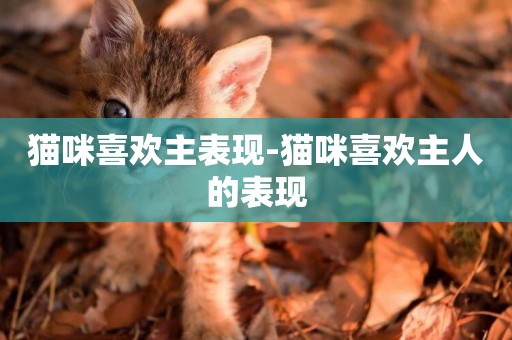 貓咪喜歡主表現-貓咪喜歡主人的表現