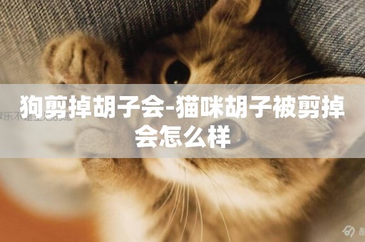 狗剪掉胡子會-貓咪胡子被剪掉會怎么樣