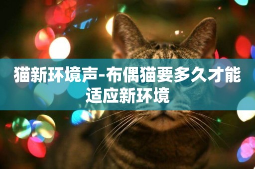 貓新環境聲-布偶貓要多久才能適應新環境
