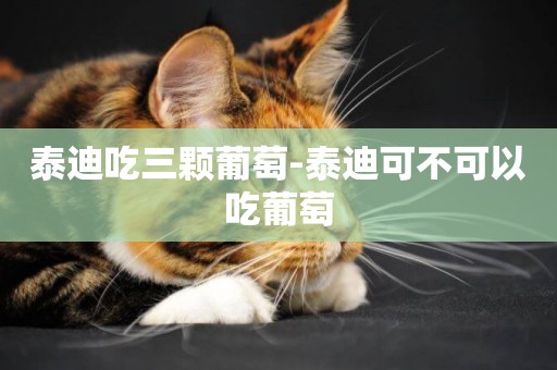泰迪吃三顆葡萄-泰迪可不可以吃葡萄