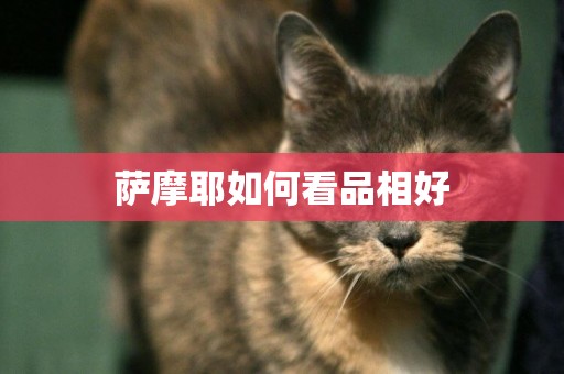 薩摩耶如何看品相好