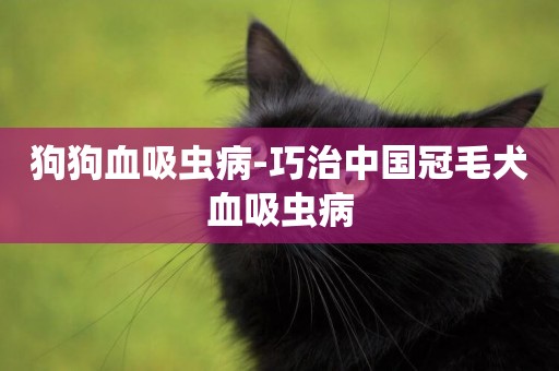 狗狗血吸蟲病-巧治中國冠毛犬血吸蟲病