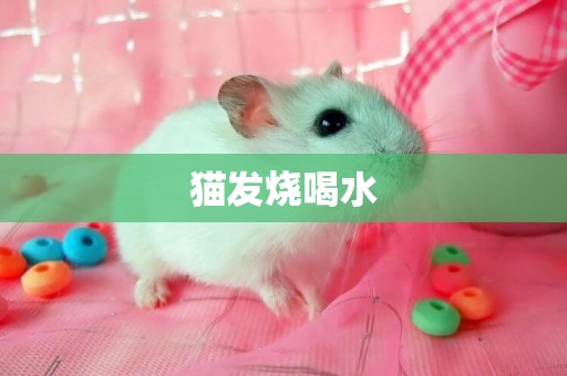 貓發燒喝水