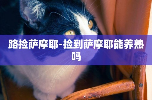 路撿薩摩耶-撿到薩摩耶能養熟嗎