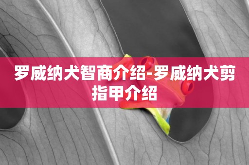 羅威納犬智商介紹-羅威納犬剪指甲介紹