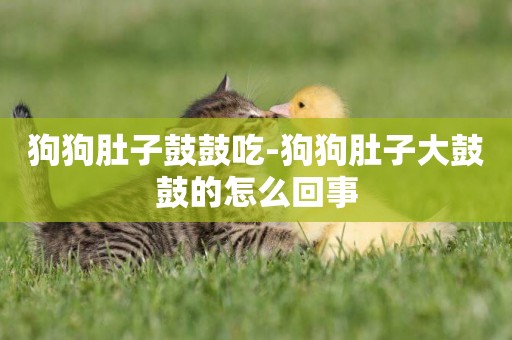 狗狗肚子鼓鼓吃-狗狗肚子大鼓鼓的怎么回事