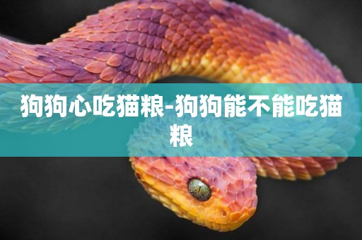 狗狗心吃貓糧-狗狗能不能吃貓糧