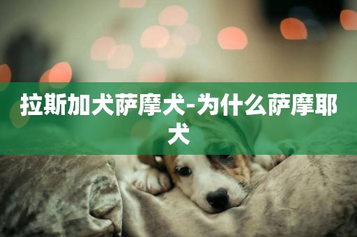 拉斯加犬薩摩犬-為什么薩摩耶犬
