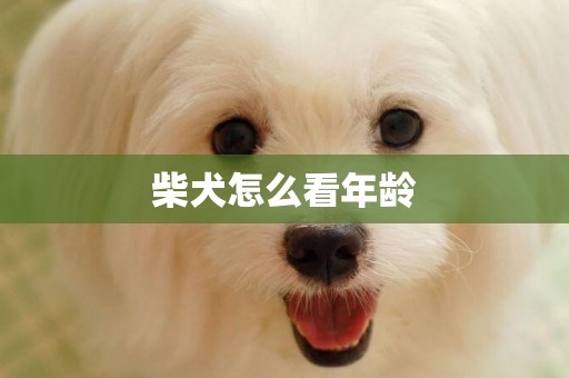柴犬怎么看年齡