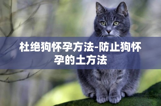 杜絕狗懷孕方法-防止狗懷孕的土方法