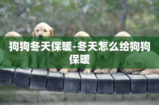狗狗冬天保暖-冬天怎么給狗狗保暖