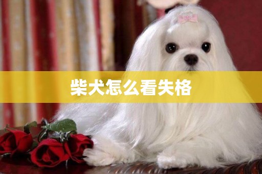 柴犬怎么看失格