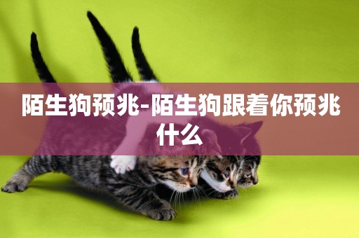 陌生狗預兆-陌生狗跟著你預兆什么