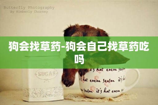 狗會找草藥-狗會自己找草藥吃嗎