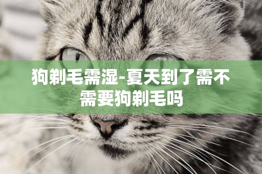 狗剃毛需濕-夏天到了需不需要狗剃毛嗎