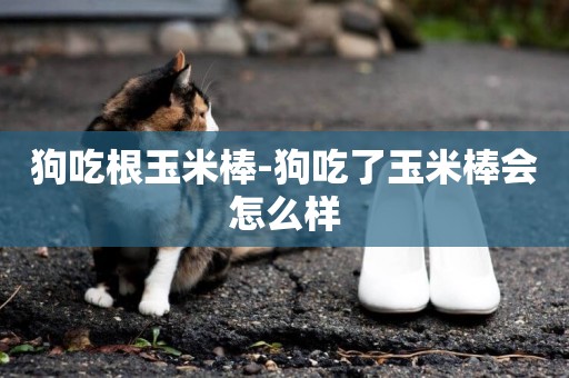 狗吃根玉米棒-狗吃了玉米棒會怎么樣