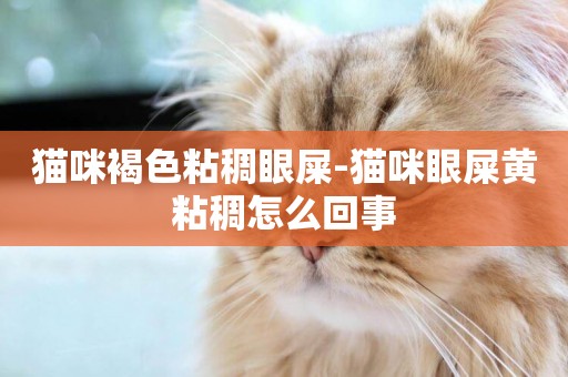 貓咪褐色粘稠眼屎-貓咪眼屎黃粘稠怎么回事