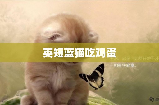 英短藍貓吃雞蛋