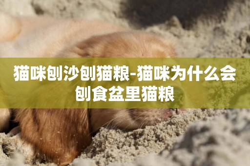 貓咪刨沙刨貓糧-貓咪為什么會刨食盆里貓糧