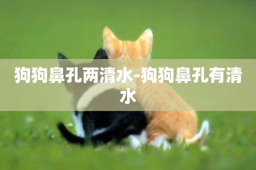 狗狗鼻孔兩清水-狗狗鼻孔有清水