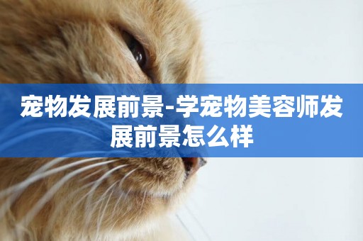 寵物發展前景-學寵物美容師發展前景怎么樣