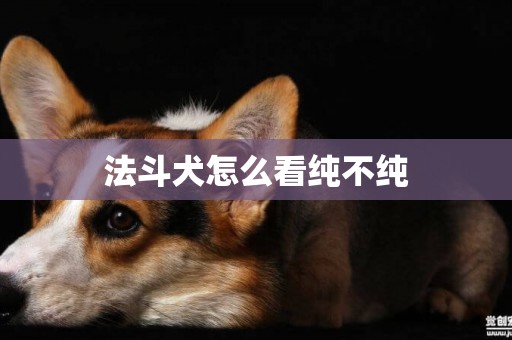 法斗犬怎么看純不純