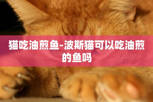 貓吃油煎魚-波斯貓可以吃油煎的魚嗎