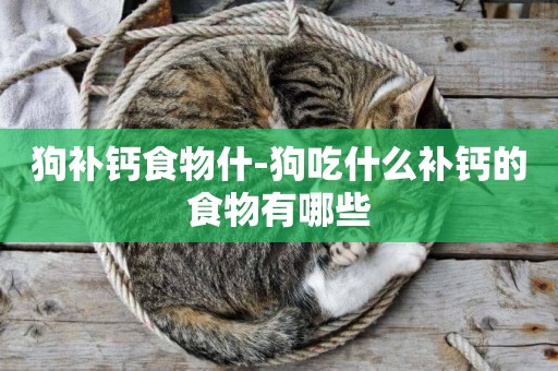 狗補鈣食物什-狗吃什么補鈣的食物有哪些