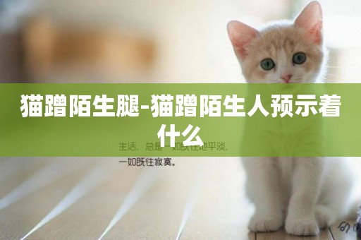 貓蹭陌生腿-貓蹭陌生人預示著什么