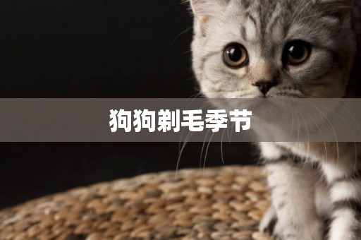 狗狗剃毛季節