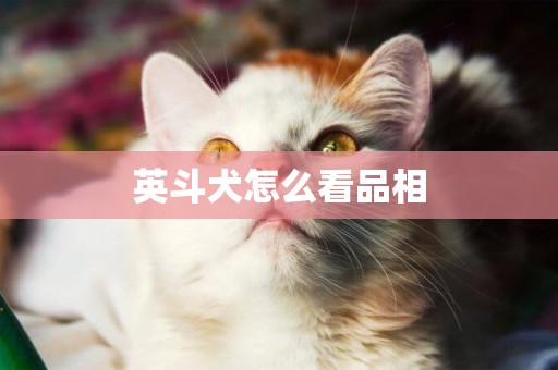 英斗犬怎么看品相