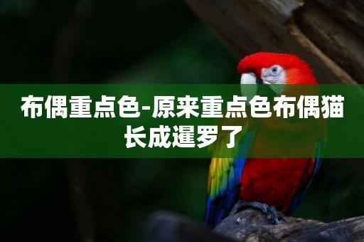 布偶重點色-原來重點色布偶貓長成暹羅了