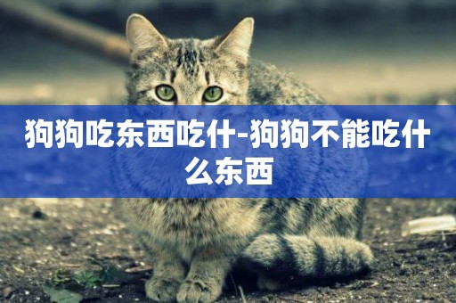 狗狗吃東西吃什-狗狗不能吃什么東西