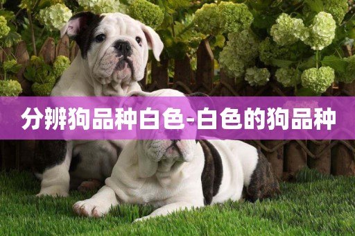 分辨狗品種白色-白色的狗品種