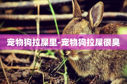 寵物狗拉屎里-寵物狗拉屎很臭