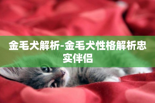 金毛犬解析-金毛犬性格解析忠實伴侶