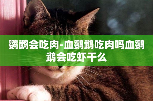 鸚鵡會吃肉-血鸚鵡吃肉嗎血鸚鵡會吃蝦干么