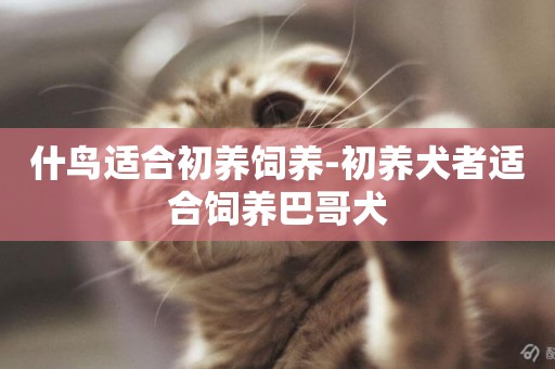 什鳥適合初養飼養-初養犬者適合飼養巴哥犬