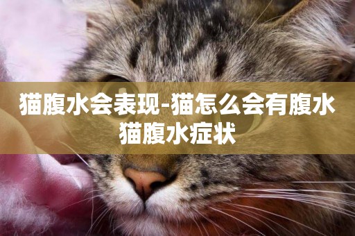 貓腹水會表現-貓怎么會有腹水貓腹水癥狀