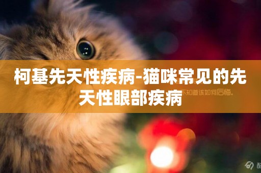 柯基先天性疾病-貓咪常見的先天性眼部疾病