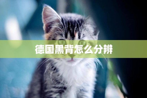 德國黑背怎么分辨