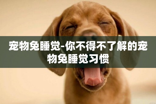 寵物兔睡覺-你不得不了解的寵物兔睡覺習慣
