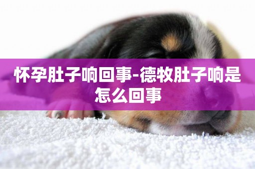 懷孕肚子響回事-德牧肚子響是怎么回事