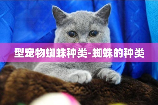 型寵物蜘蛛種類-蜘蛛的種類