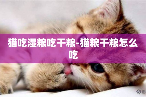 貓吃濕糧吃干糧-貓糧干糧怎么吃