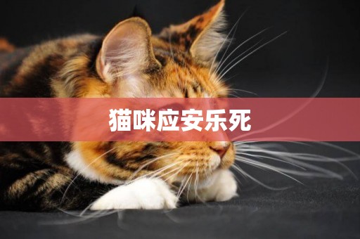 貓咪應安樂死