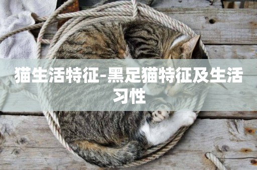 貓生活特征-黑足貓特征及生活習性
