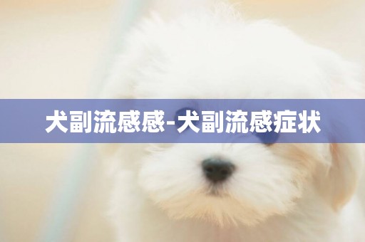犬副流感感-犬副流感癥狀